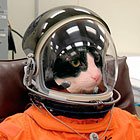 Steve the Cat